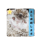 わがやのハリネズミ②（個別スタンプ：5）