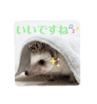 わがやのハリネズミ②（個別スタンプ：6）