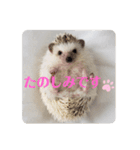 わがやのハリネズミ②（個別スタンプ：7）