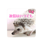わがやのハリネズミ②（個別スタンプ：8）