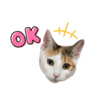 ありしゃ＆じぇら＆ふぃーろ＆いろいろ（個別スタンプ：1）