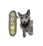 ありしゃ＆じぇら＆ふぃーろ＆いろいろ（個別スタンプ：3）