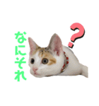 ありしゃ＆じぇら＆ふぃーろ＆いろいろ（個別スタンプ：9）