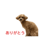 マルプー写真スタンプ2（個別スタンプ：13）