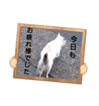 にゃんこ特集（個別スタンプ：3）