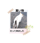 にゃんこ特集（個別スタンプ：4）