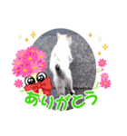 にゃんこ特集（個別スタンプ：5）