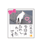 にゃんこ特集（個別スタンプ：6）