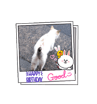 にゃんこ特集（個別スタンプ：8）