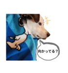 ワサビカルチャ（個別スタンプ：39）