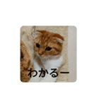 うちの家のねこスタンプ（個別スタンプ：1）