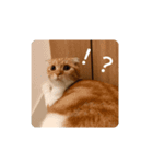 うちの家のねこスタンプ（個別スタンプ：2）
