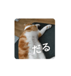 うちの家のねこスタンプ（個別スタンプ：4）