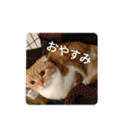 うちの家のねこスタンプ（個別スタンプ：5）