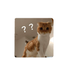 うちの家のねこスタンプ（個別スタンプ：6）