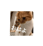 うちの家のねこスタンプ（個別スタンプ：7）