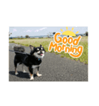 我が家のお犬様 .01（個別スタンプ：1）