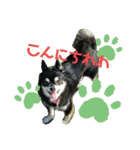 我が家のお犬様 .01（個別スタンプ：2）