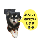 我が家のお犬様 .01（個別スタンプ：5）