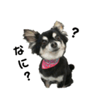 我が家のお犬様 .01（個別スタンプ：6）