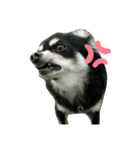 我が家のお犬様 .01（個別スタンプ：7）