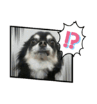 我が家のお犬様 .01（個別スタンプ：8）
