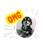 我が家のお犬様 .01（個別スタンプ：9）