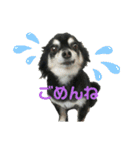 我が家のお犬様 .01（個別スタンプ：11）