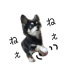 我が家のお犬様 .01（個別スタンプ：12）