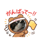 我が家のお犬様 .01（個別スタンプ：13）