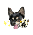 我が家のお犬様 .01（個別スタンプ：16）