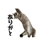 Goma the Cat（個別スタンプ：2）
