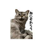 Goma the Cat（個別スタンプ：3）