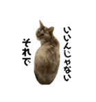 Goma the Cat（個別スタンプ：4）