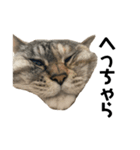 Goma the Cat（個別スタンプ：5）