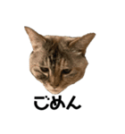 Goma the Cat（個別スタンプ：7）