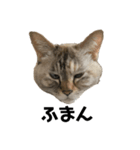 Goma the Cat（個別スタンプ：8）