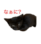 黒猫コンビ（個別スタンプ：1）