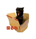 黒猫コンビ（個別スタンプ：2）