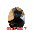 黒猫コンビ（個別スタンプ：3）