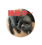 黒猫コンビ（個別スタンプ：4）