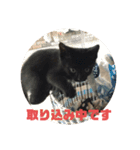 黒猫コンビ（個別スタンプ：5）