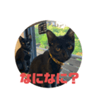 黒猫コンビ（個別スタンプ：7）