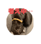黒猫コンビ（個別スタンプ：8）