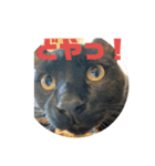 黒猫コンビ（個別スタンプ：9）