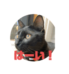 黒猫コンビ（個別スタンプ：10）