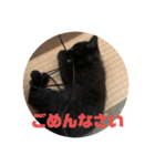 黒猫コンビ（個別スタンプ：11）