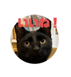 黒猫コンビ（個別スタンプ：12）