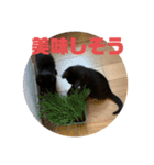 黒猫コンビ（個別スタンプ：14）