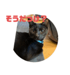 黒猫コンビ（個別スタンプ：15）